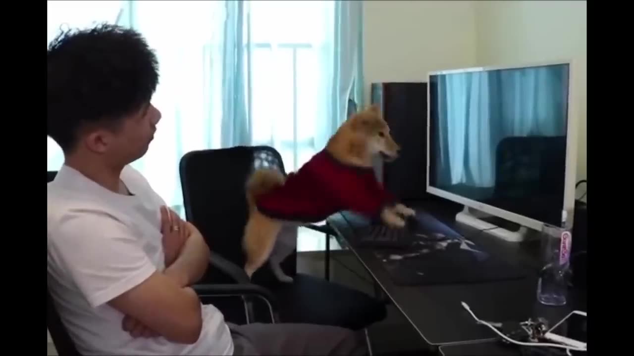 funniest-animals-best-of-the-2021-funny-animal-videos