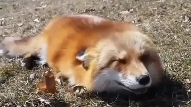 Lovely Fox