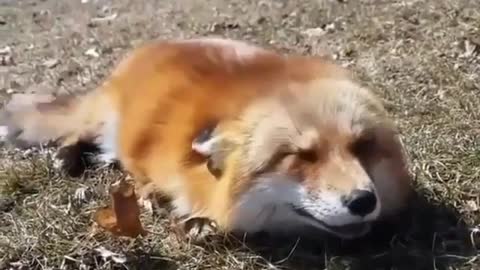 Lovely Fox