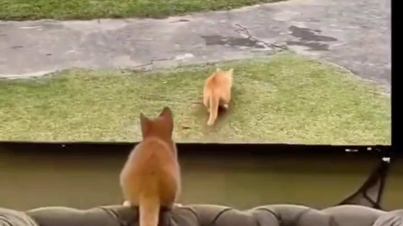 Cat and dog funny moments 😂