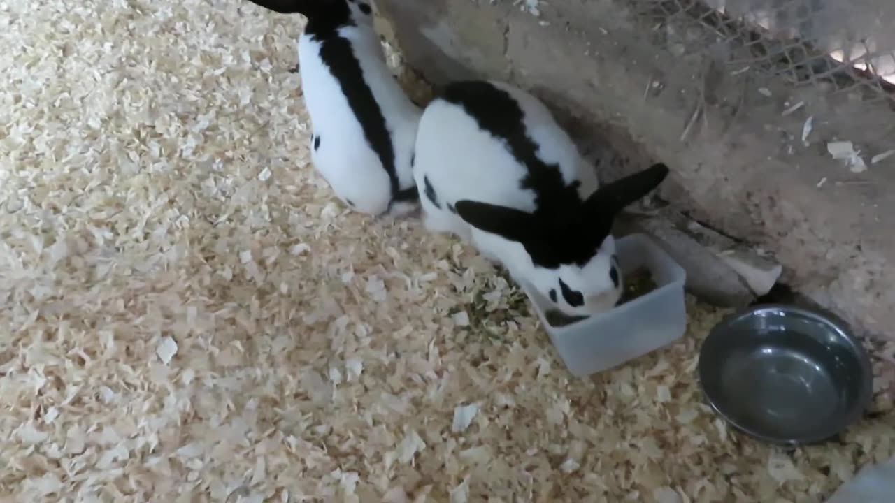 Bluescaled and Gambel quails. three and a half month old