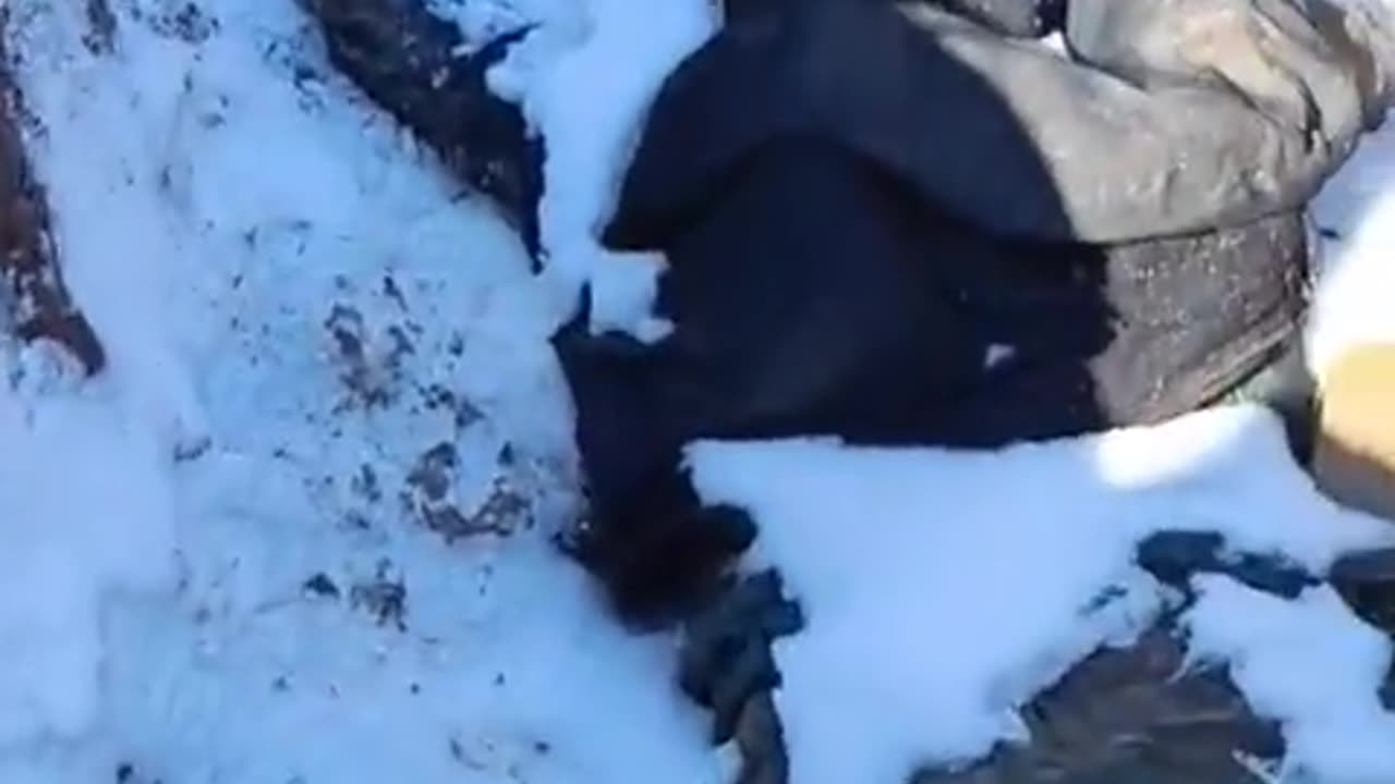 Russians Leave Trenches Full of Them