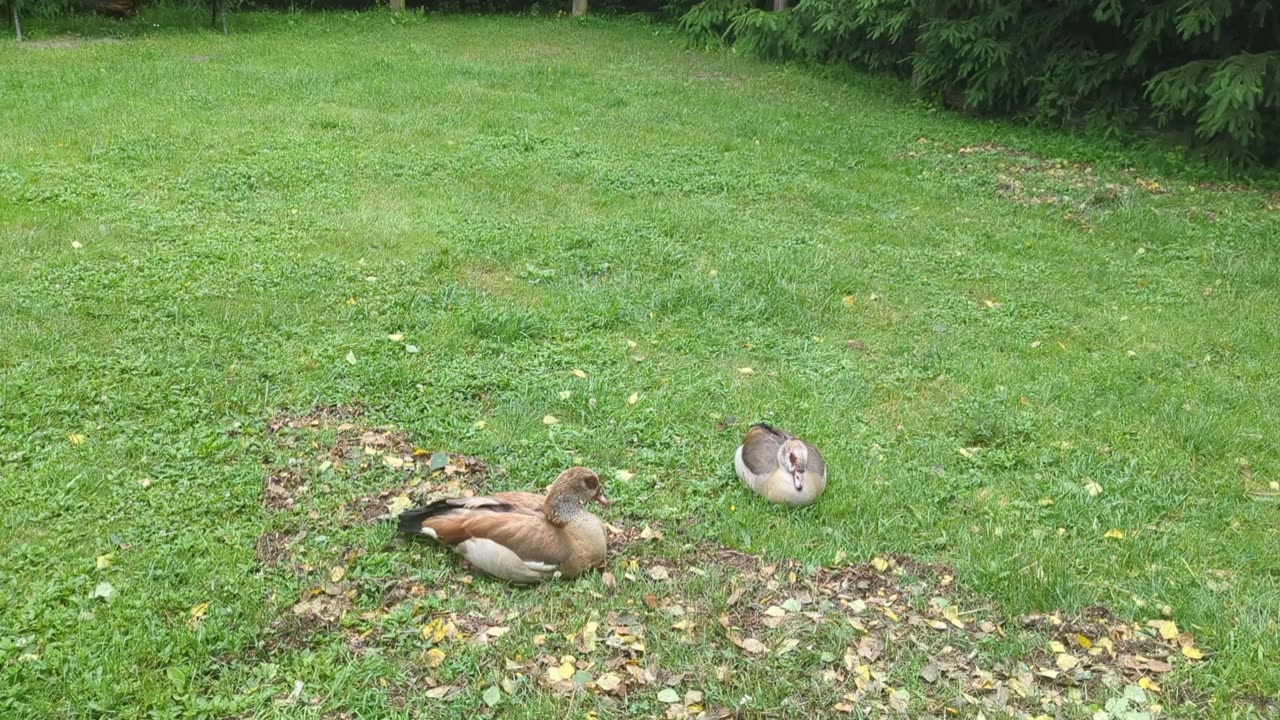 The Egyptian goose