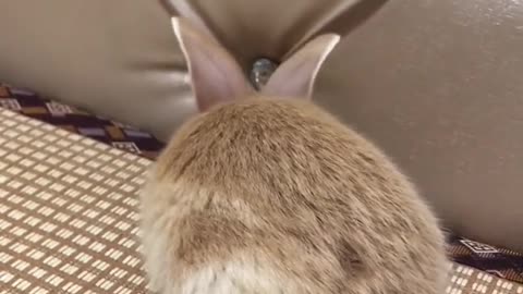 #bunny #funnypets #rabbit