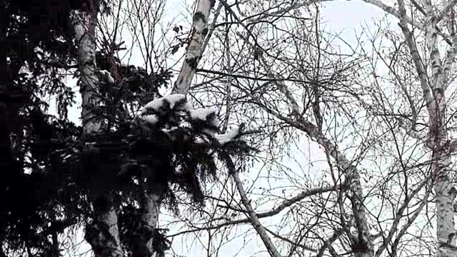 woodpecker on tree