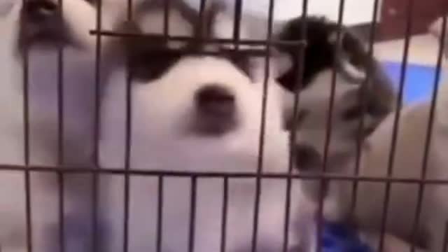 Cute Puppies Doing Funny Things 2021😍 | Fun with pets #shorts