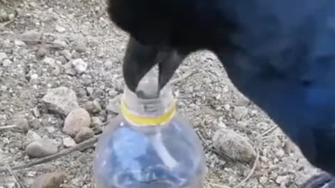 thirsty crow