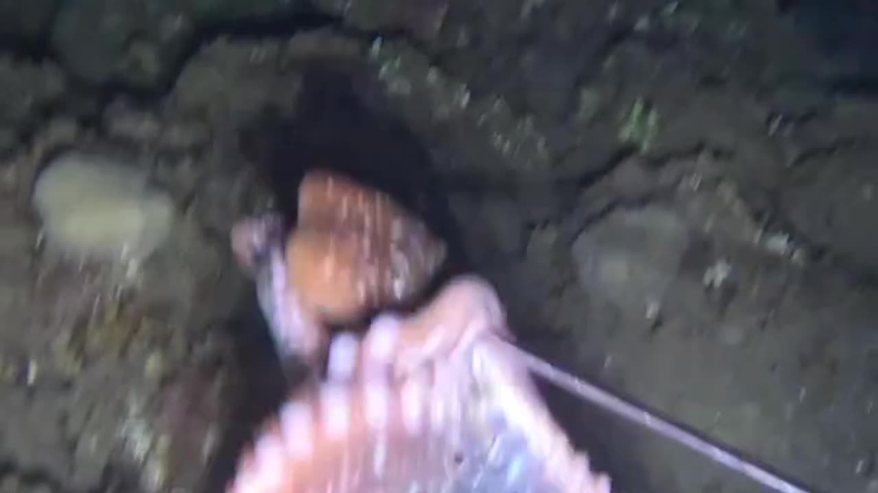 Catching CUTTLEFISH with spear.