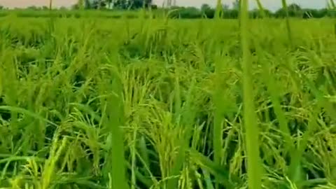 Beautiful village video