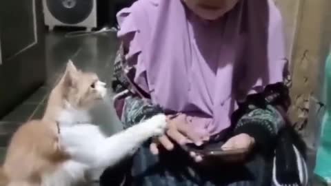 Kitten Plays with String".