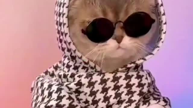 Cat Dj cute