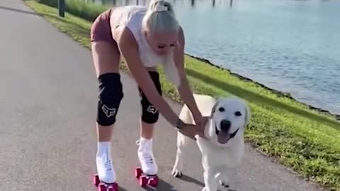 Hilarious Animal Videos That Will Make You Laugh 😂😂 Funny Pets