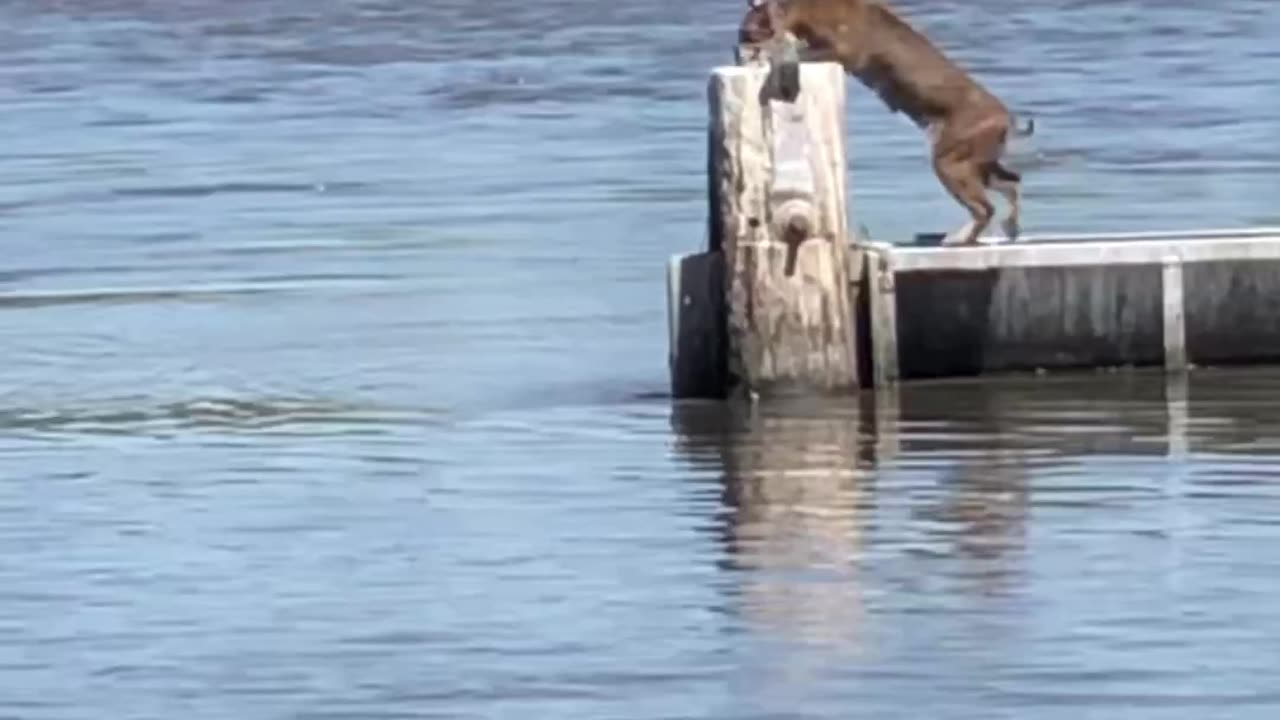 Bob the Cat 😺 jumps 🦘#cat#viral#funny#water