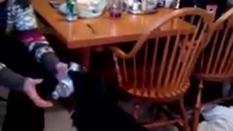 Dog Retrieving A Drink