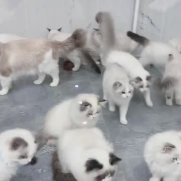 Fanny Cat Video and Cute Cat Video