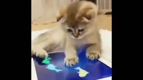 Cat play with 🐟