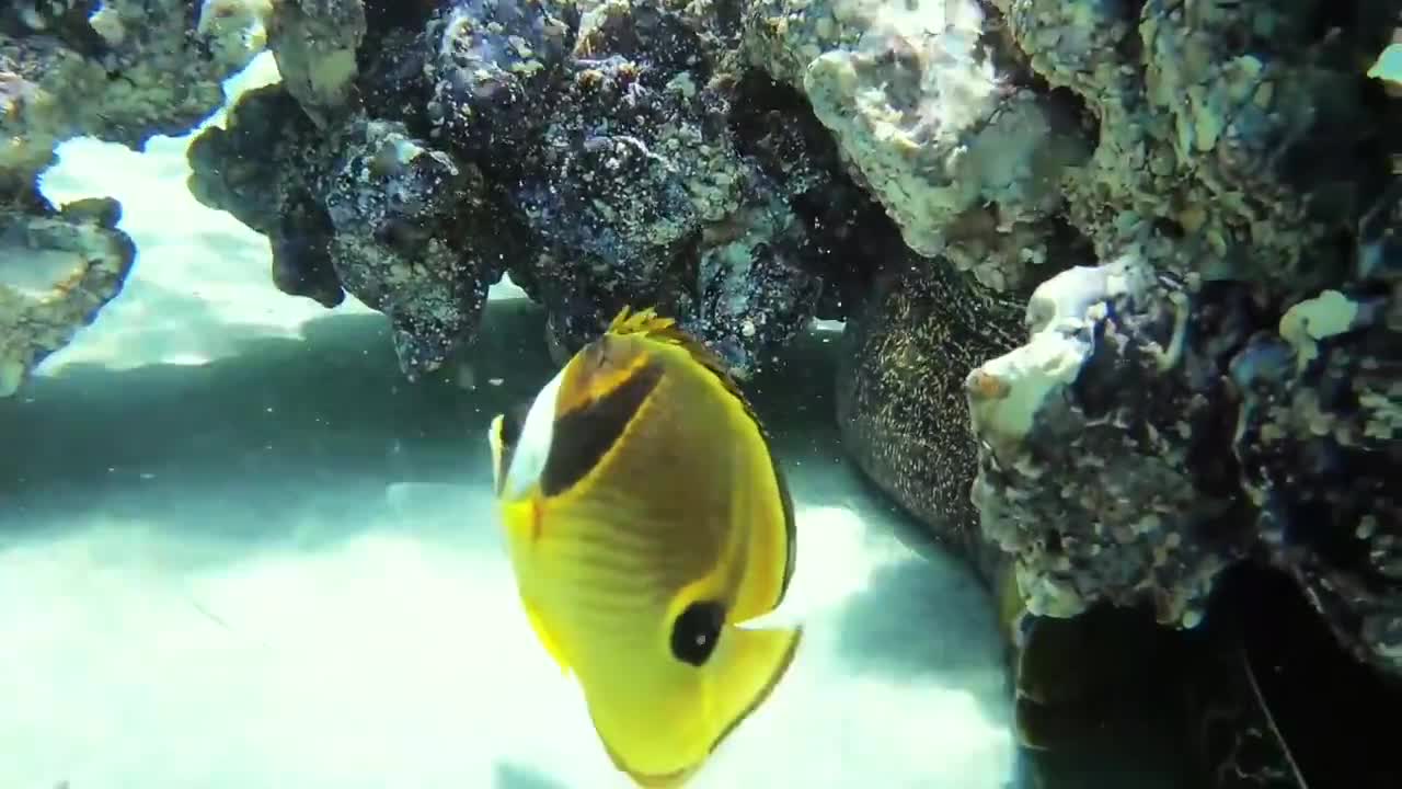 We turned our Pool into an Aquarium with Sharks!!