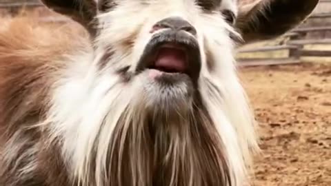 funny goat