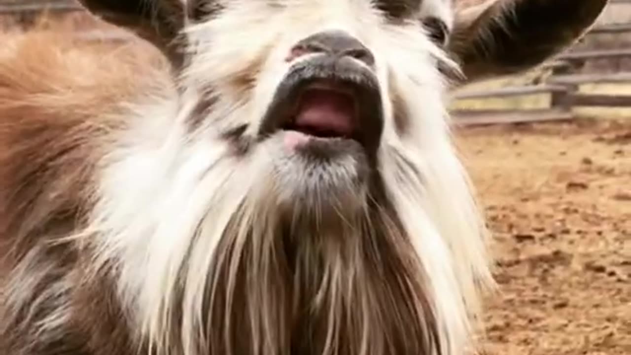 funny goat