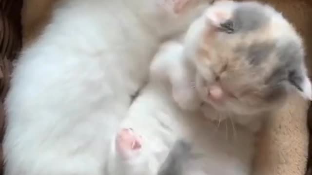 A collection of funny videos of adorable cats playing for laughs