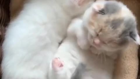 A collection of funny videos of adorable cats playing for laughs