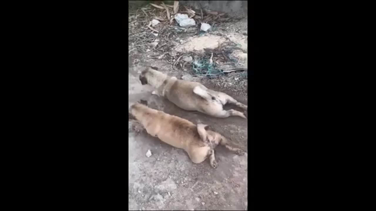 Funny animal video 2023