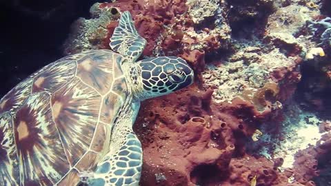 What a WONDERFUL Turtle Underwater AMAZING