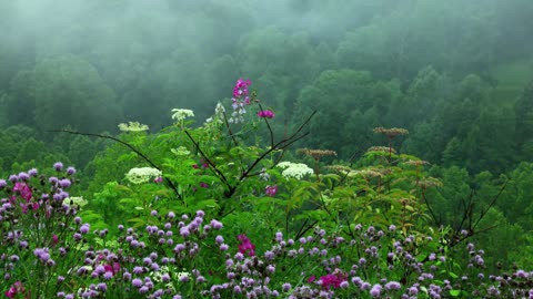 Rain Sounds with Tibetan Singing Bowls and Birds chirping For Sleep and Relax