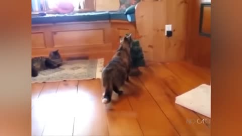 Funniest animals 2023 😂😂 cats and dogs