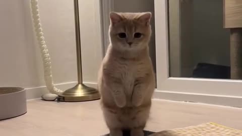 Beautiful cat 🐈 trending video