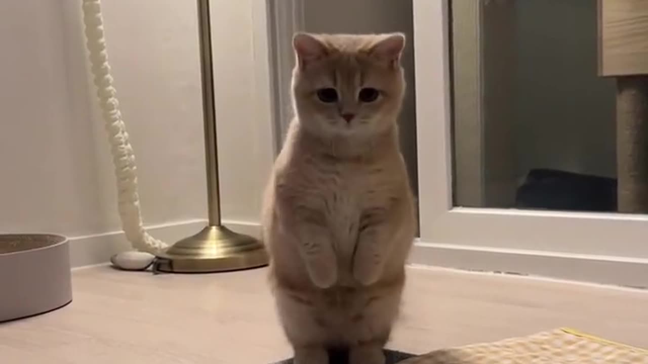 Beautiful cat 🐈 trending video