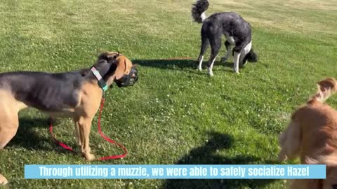 Reactive Rover Hazel's Before and After Dog Training Video Boise Idaho