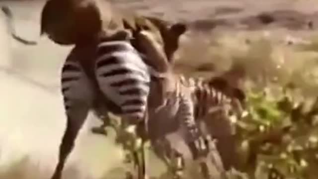 The lion makes a thrilling hunt for the zebra