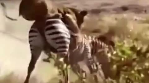 The lion makes a thrilling hunt for the zebra