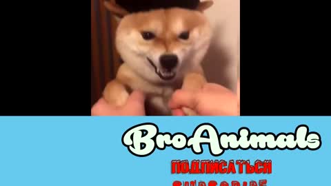 BEST FUNNY ANIMALS COMPILATION