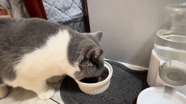 Immersive eating cat food