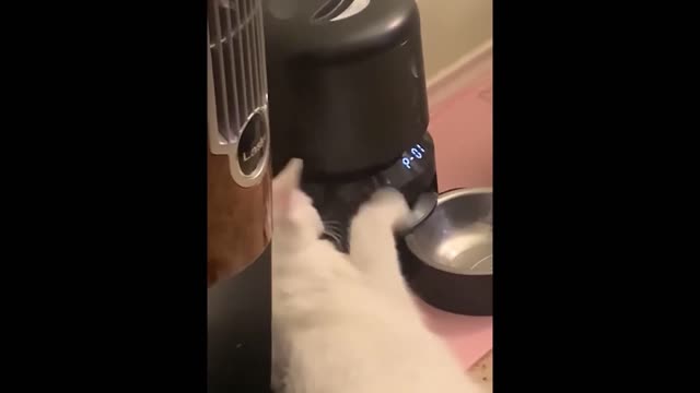 Cat taking its food