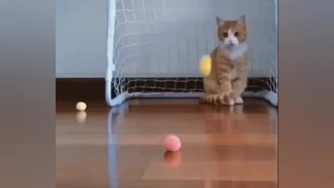 cat playing ball