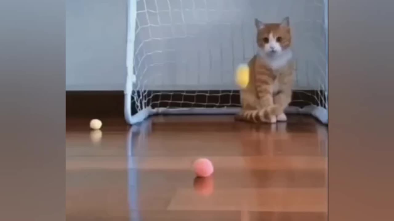 cat playing ball