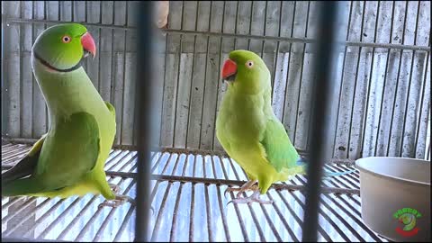 Ringneck Parrot Mating