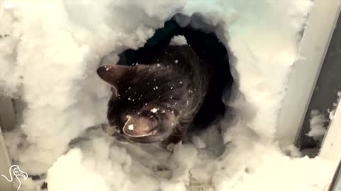 Cat Gets Snowed In, So He Digs Himself An Igloo