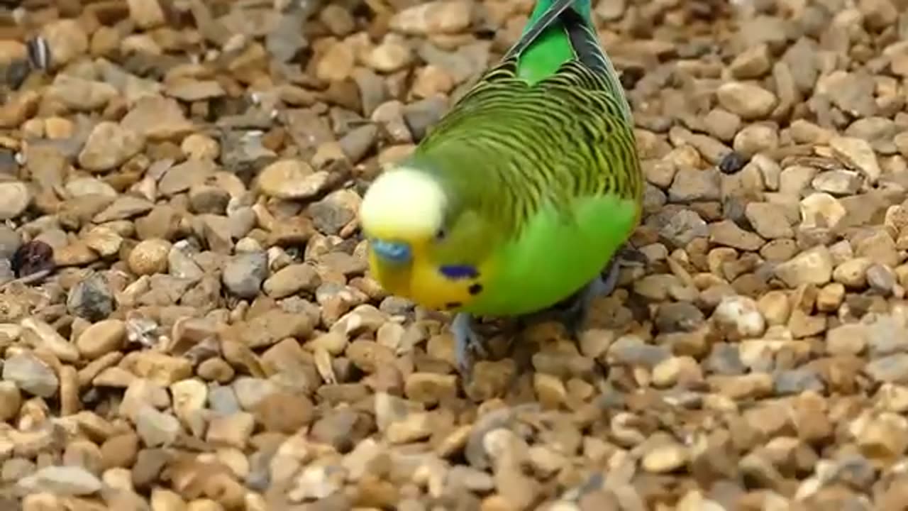 Cute Birds Sounds