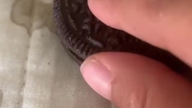 When you think that the cream of an oreo will be ugly