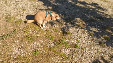 2023-02-13 (1) - (live sans titre) - Twitch Meutemediatique