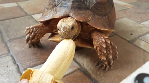 Sulcata Tortoise Eating Banana (Sulaiman) - Hand Feeding-8