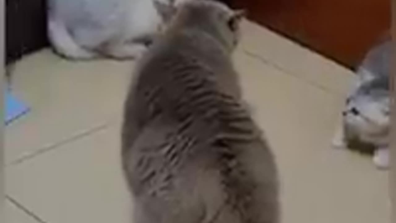 Pets funny cat