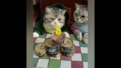 Best Funny Cat Compilation 2022