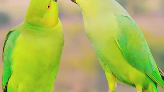 Love Birds