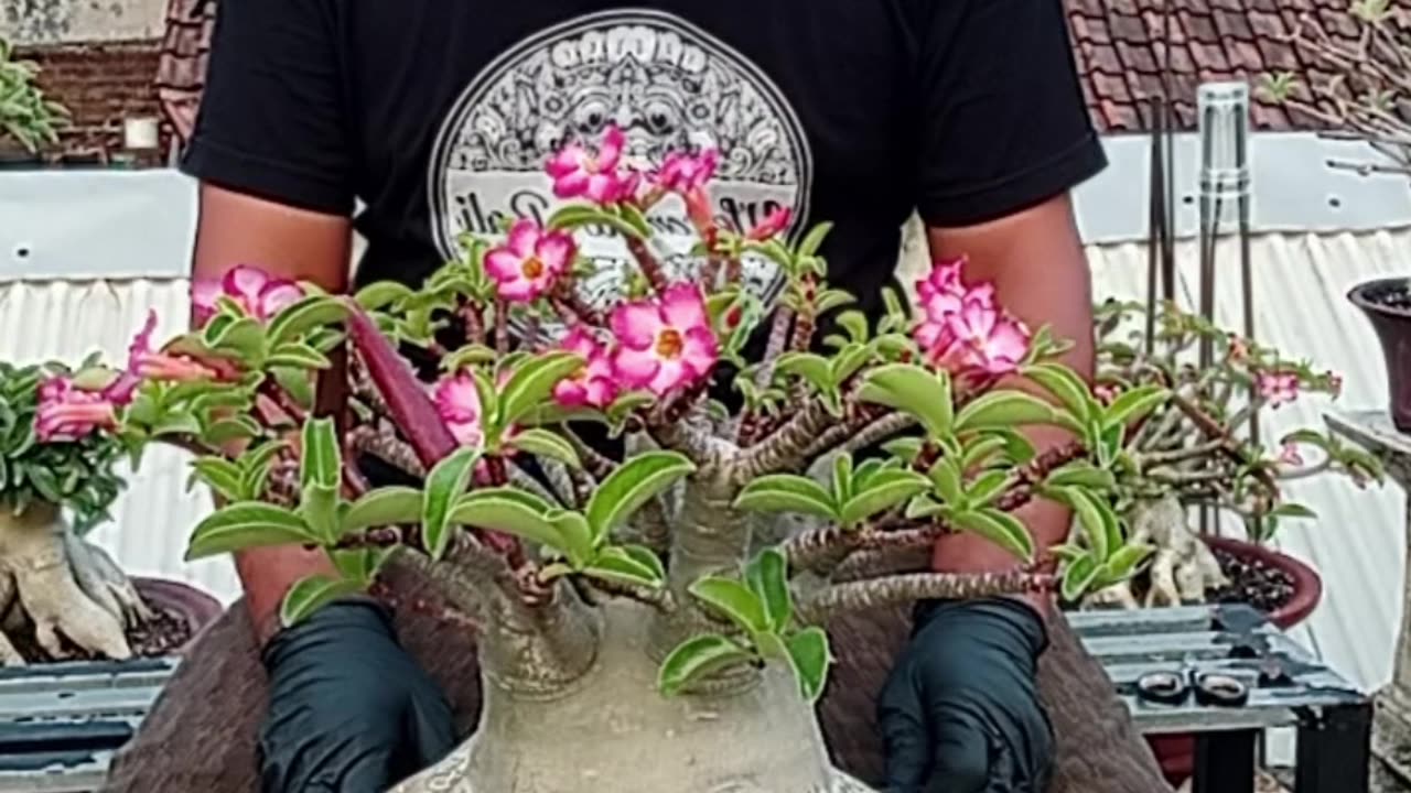 How to pollinate adenium flowers