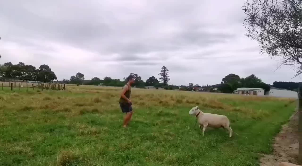 sheep gets angry